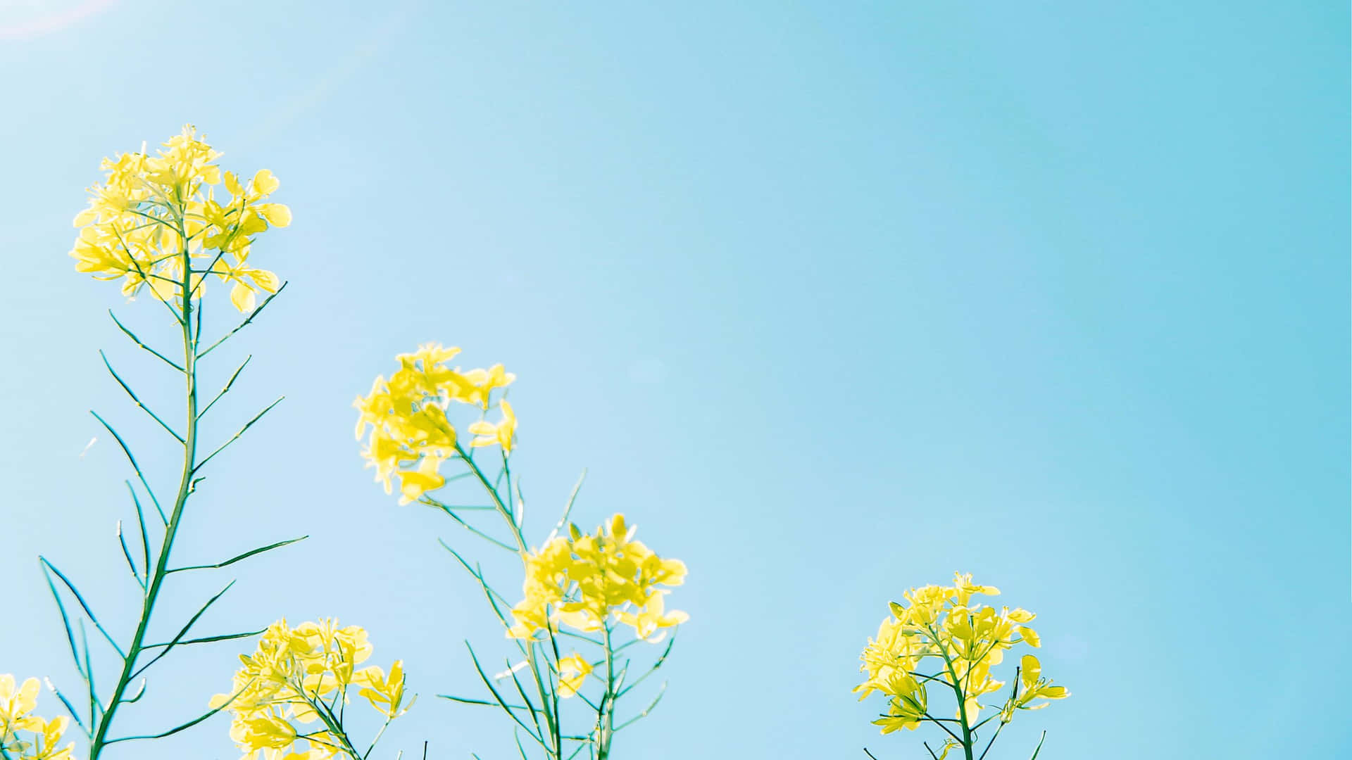 Rapeseed Blossoming In Yellow Aesthetic Flower Desktop Wallpaper