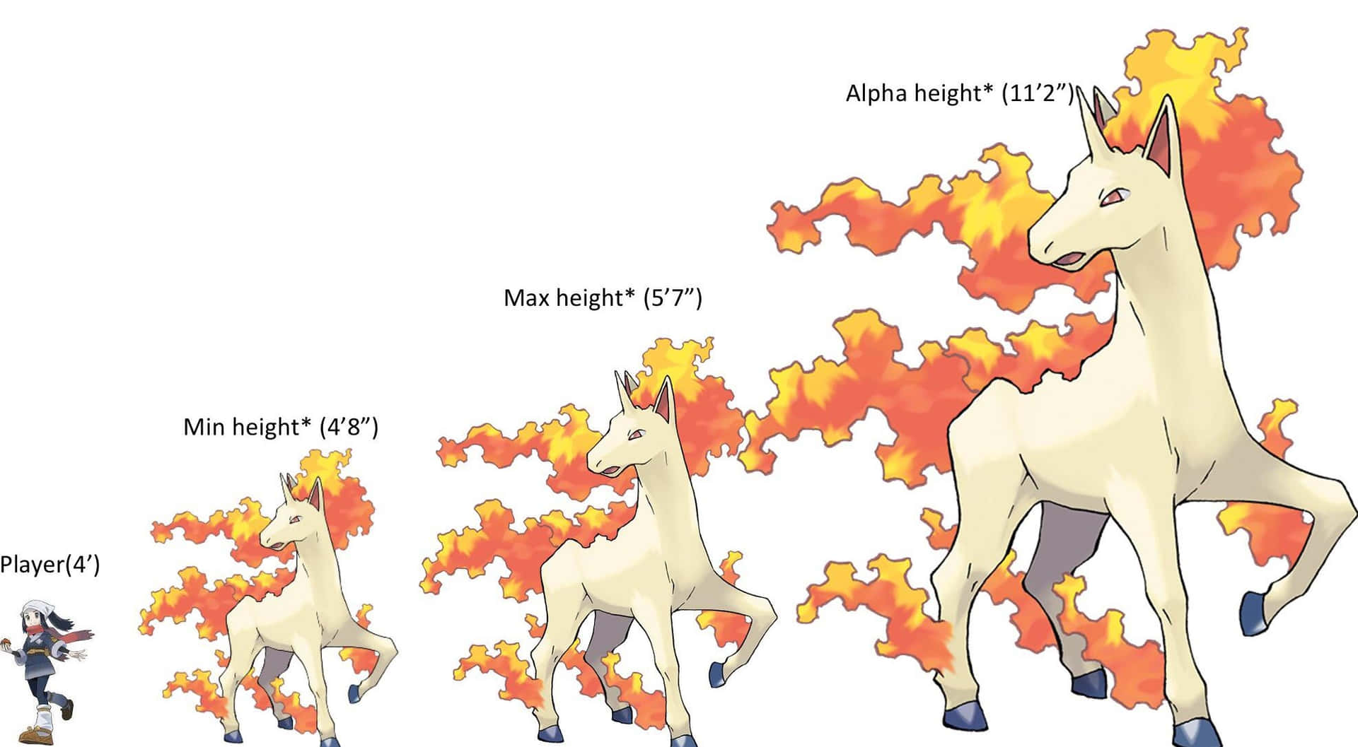 Rapidash_ Size_ Comparison_ Chart Wallpaper