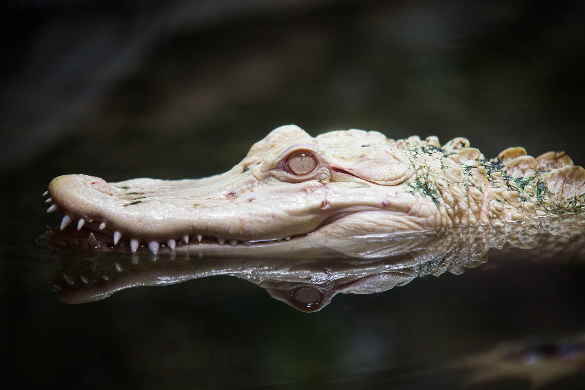 Alligatore Albino Raro Sfondo