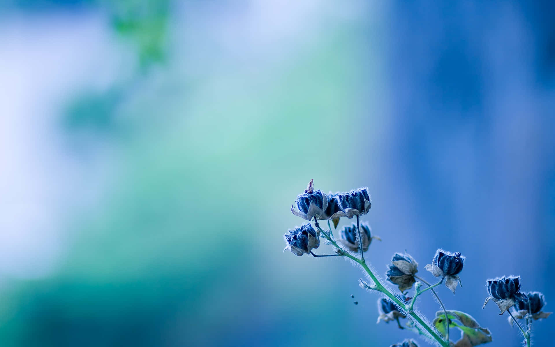 Rare Blue Flowers Wallpaper