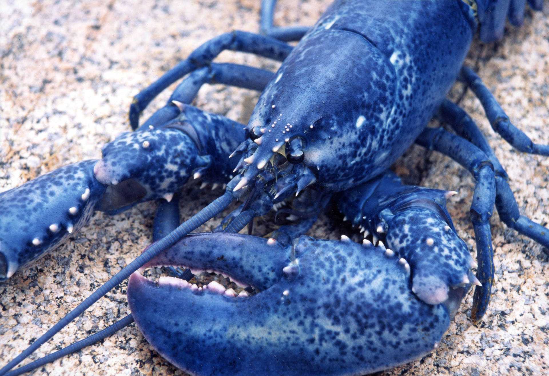 Rare Blue Lobster With Huge Claws Wallpaper