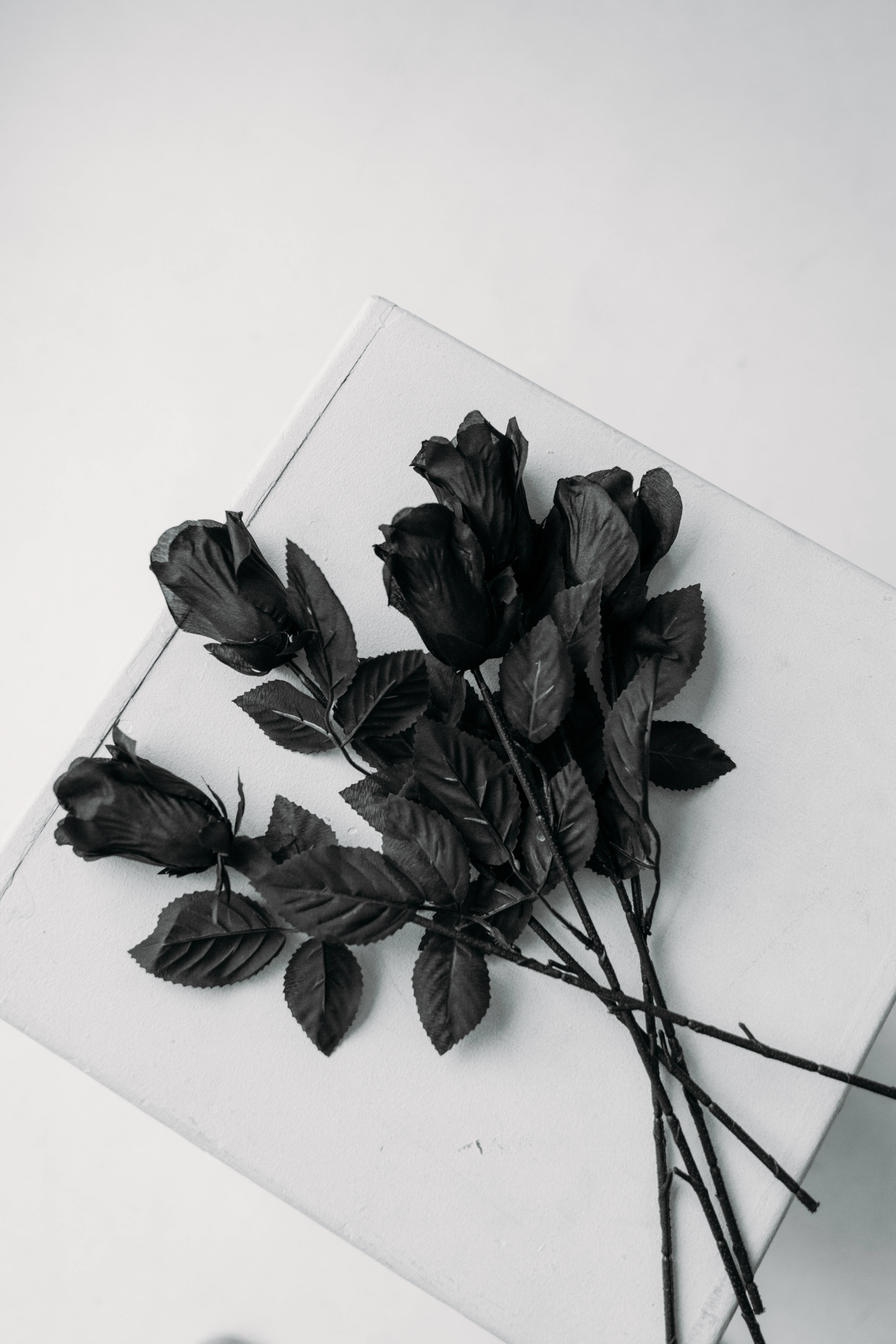Rare Flower Variety Black Rose iPhone Wallpaper