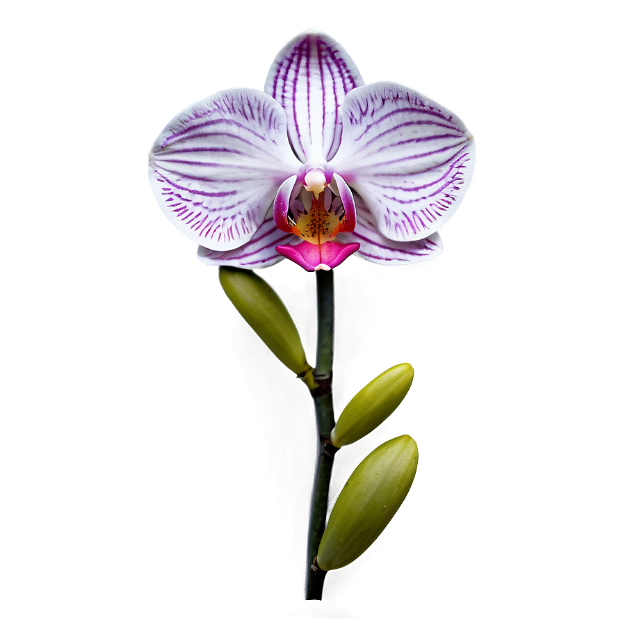 Rare Orchid Png 05242024 PNG