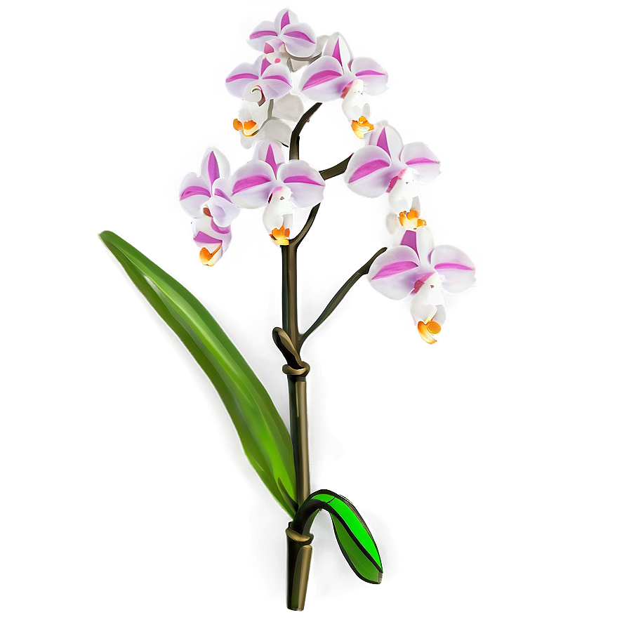Rare Orchid Png Fws66 PNG
