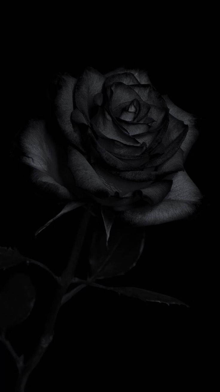 Rare Strain Black Rose iPhone Wallpaper