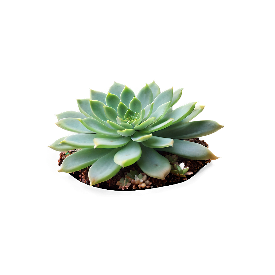 Rare Succulent Species Png Saq PNG