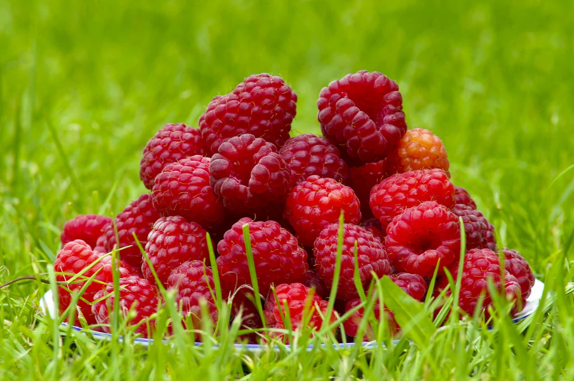 Delicious and nutritious raspberries