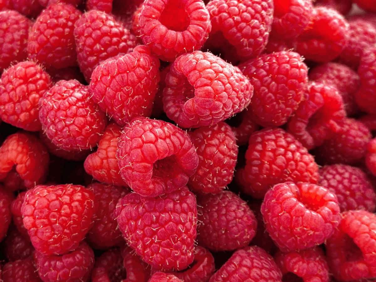 Fresh and Juicy Raspberries