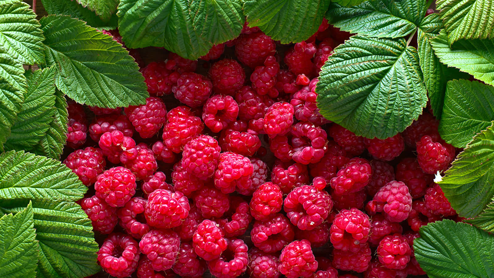 Red Ripe Raspberry Ready For Picking