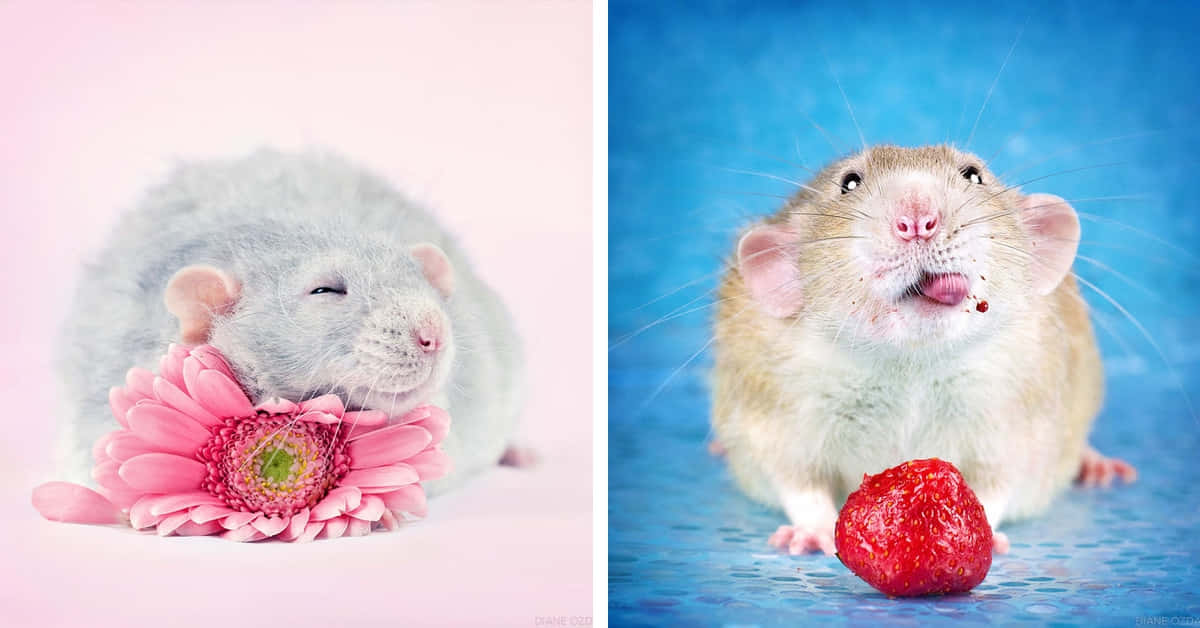 Rat Collage Pictures