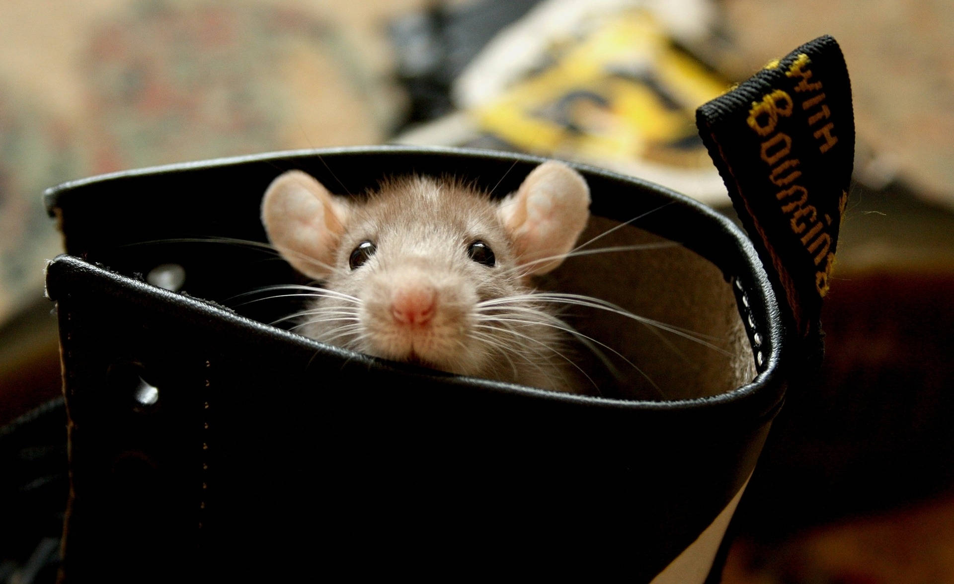 Rat Hiding Inside A Boot Wallpaper