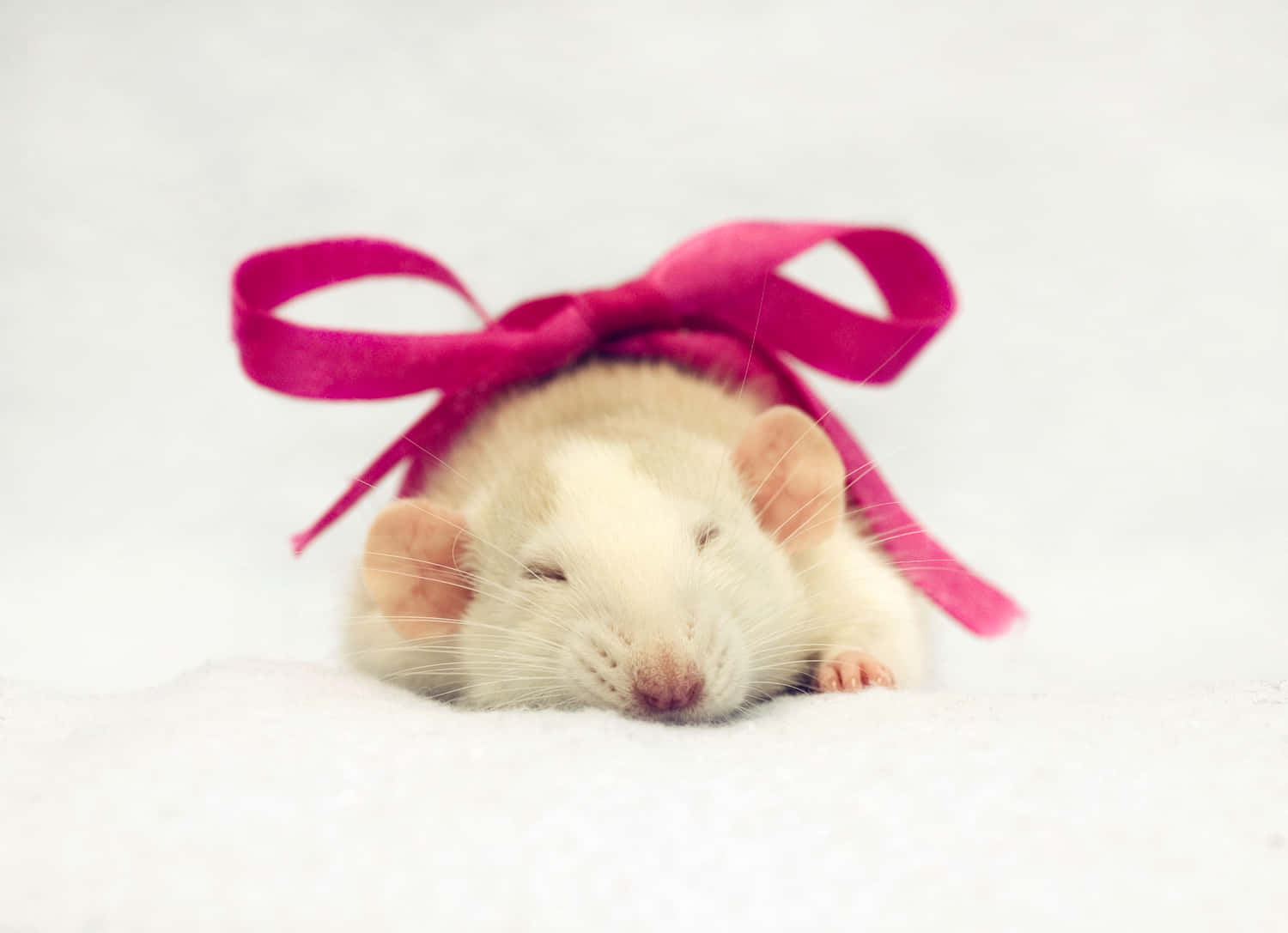 Милая мышь. Милые мышки. Крыса с бантиком. Красивая мышка. Милая крыса с бантиком.