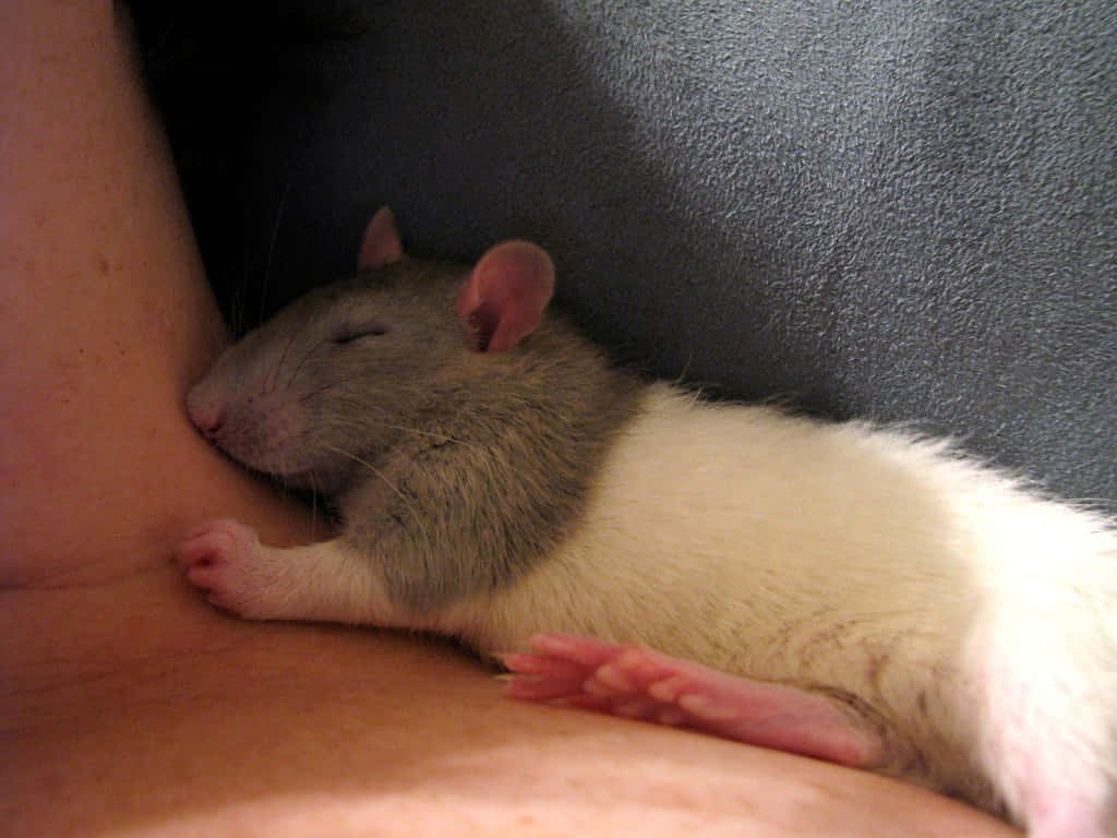 Rat Sleeping Pictures