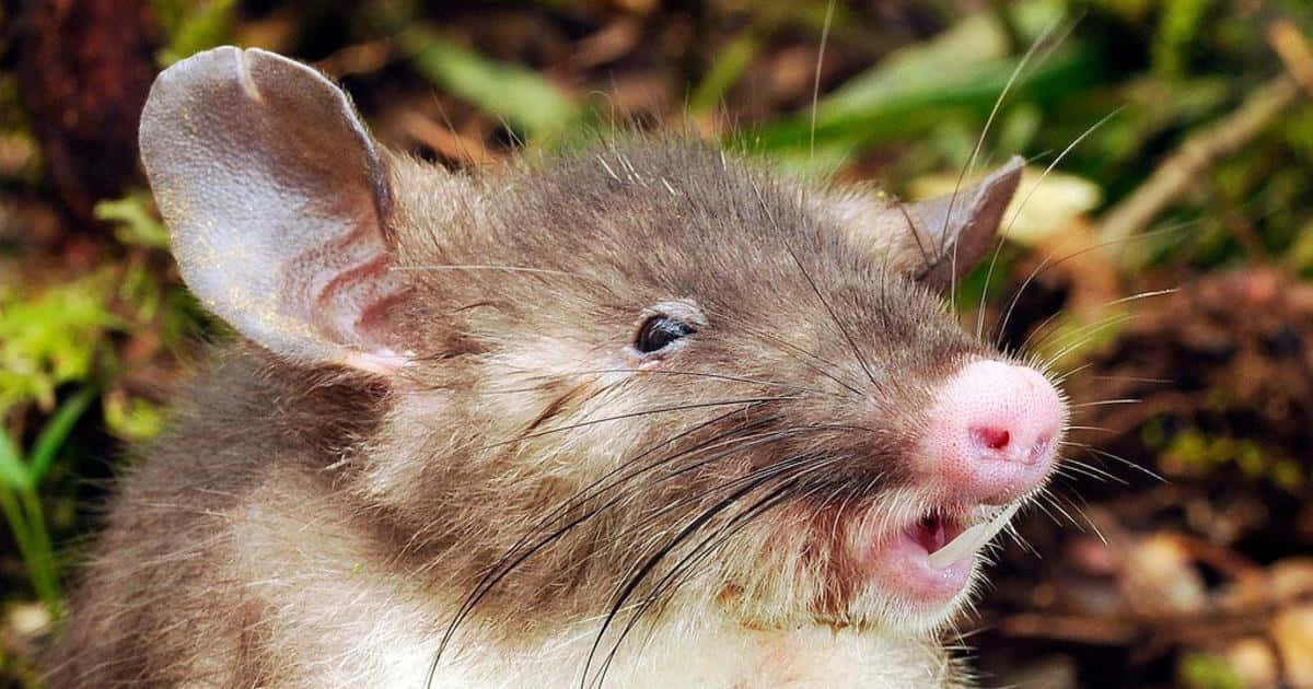 Hognosed Rat Bild (för Datorskärmen Eller Mobilen).