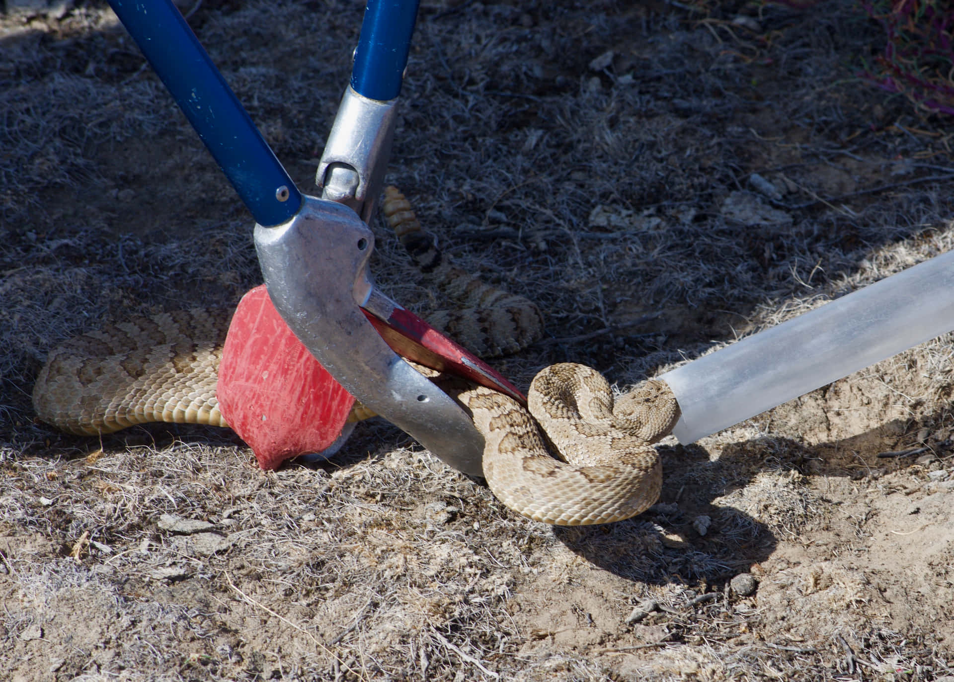 Rattlesnake Captured With Tools.jpg Wallpaper