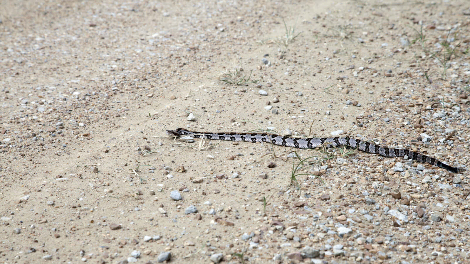 Rattlesnake Crossing Gravel Path.jpg Wallpaper