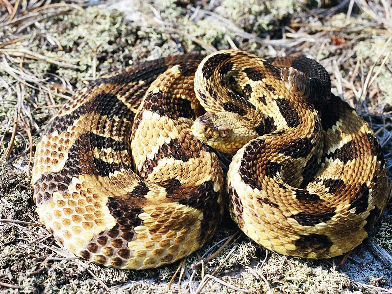 A Close-Up Shot Of A Rattlesnake