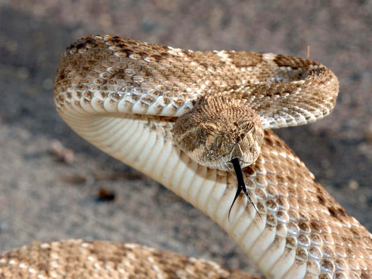 A Snake With Its Mouth Open
