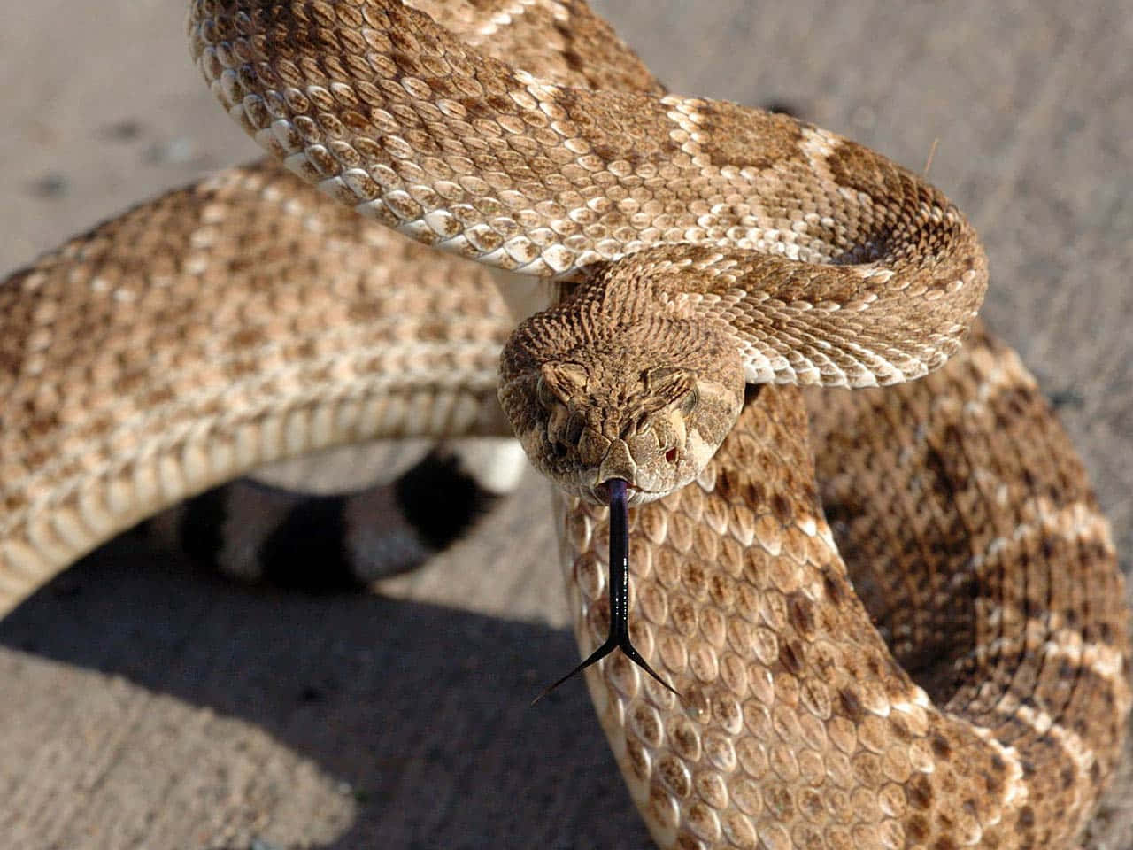 A Rattle Snake With Its Mouth Open