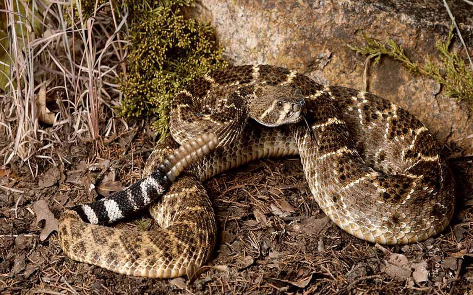 A Close Up of a Rattlesnake