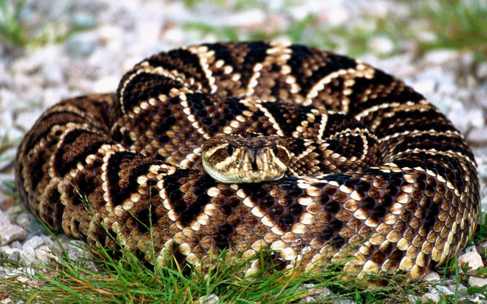 A Rattlesnake Laying On The Ground