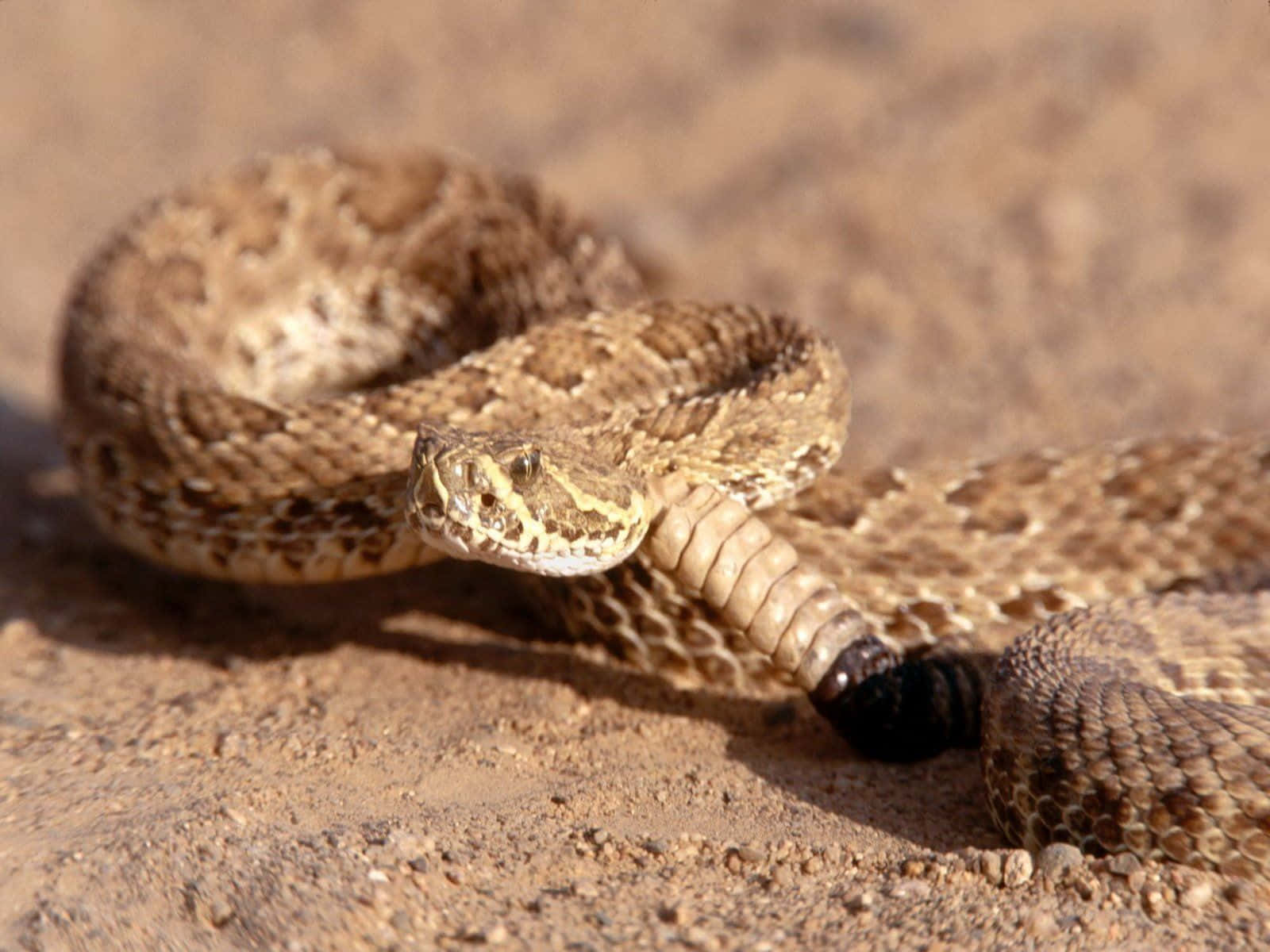 A coiled up rattlesnake in the desert