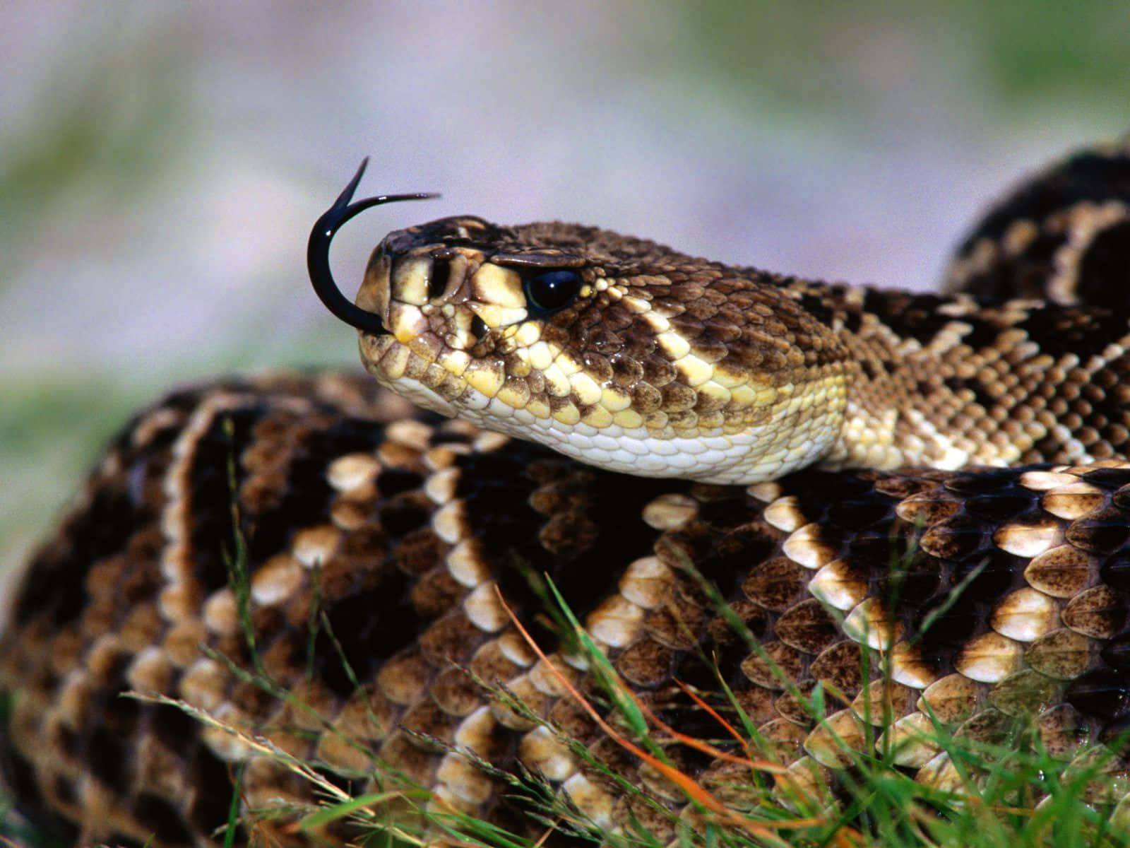 A Rattlesnake Is Sitting On The Grass
