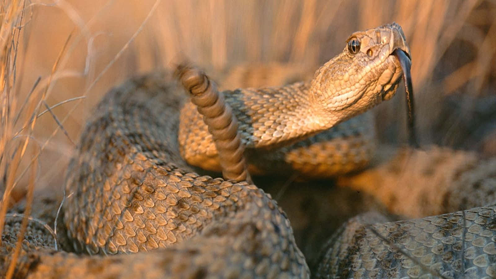 A rattlesnake coiled and ready to strike