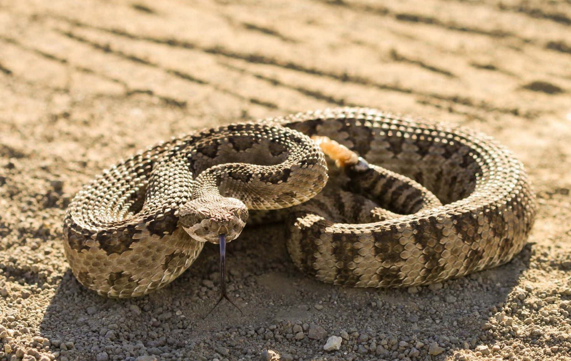 A Rattle Snake Is Laying On The Ground
