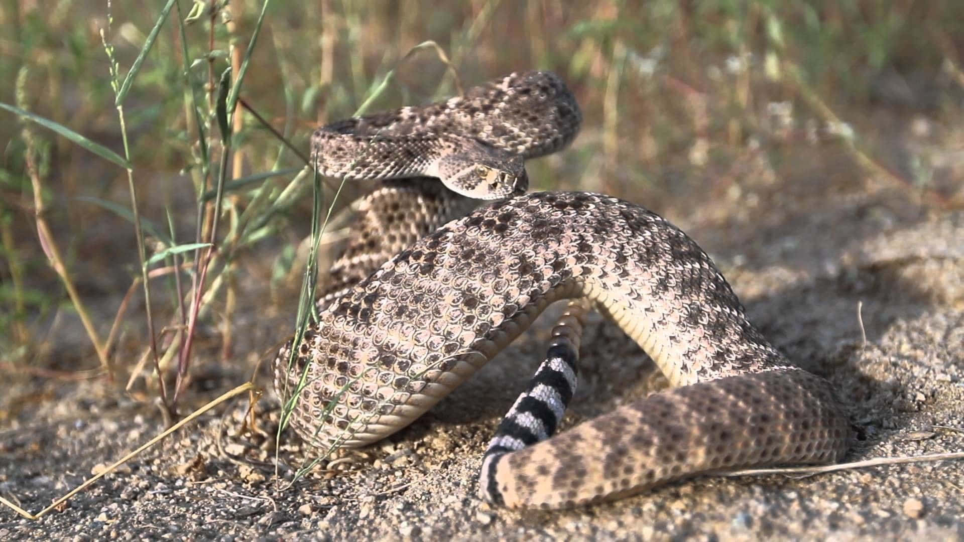 An up-close photo of a beautifully marked rattlesnake.