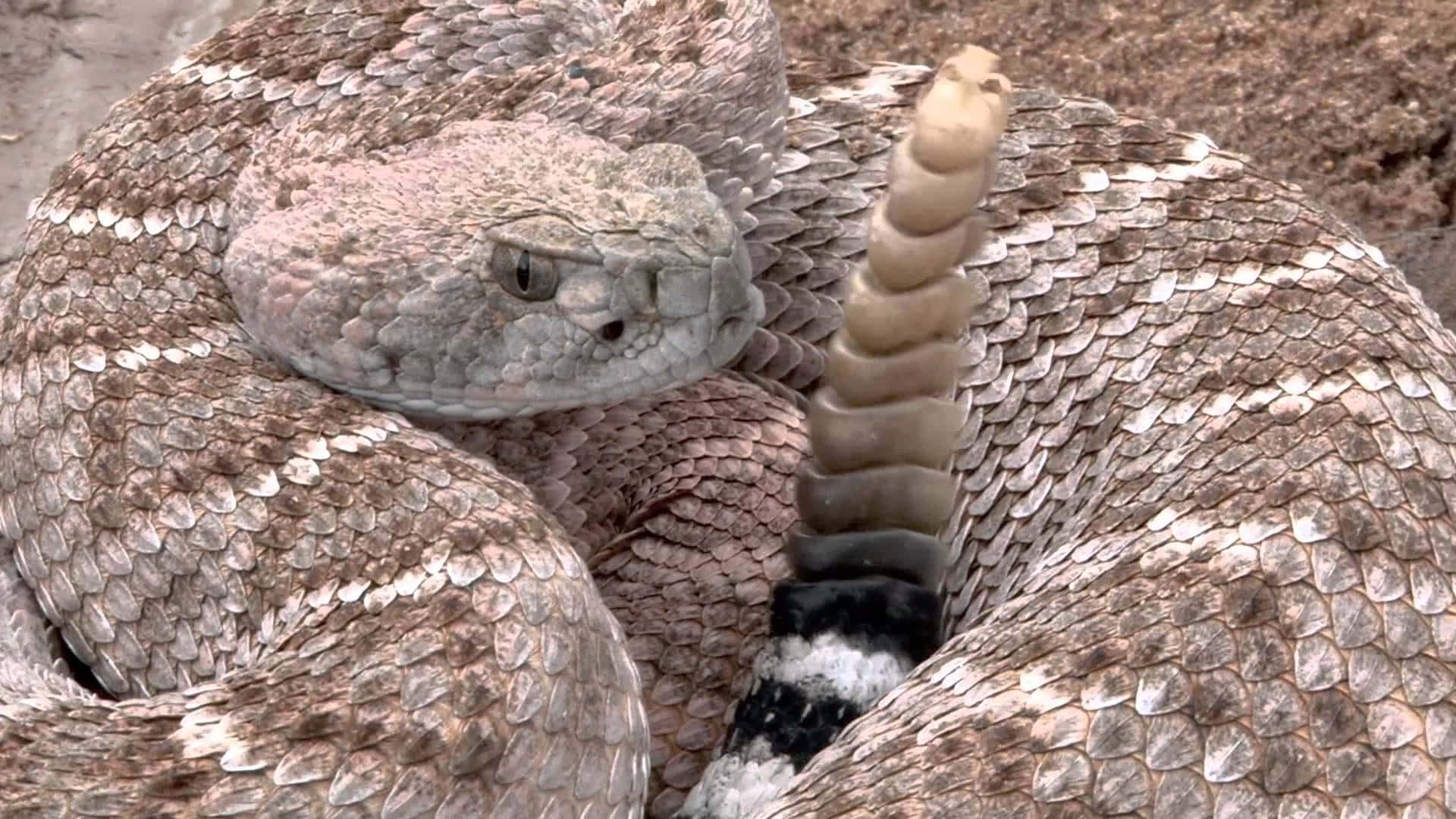 Intimidating Rattlesnake