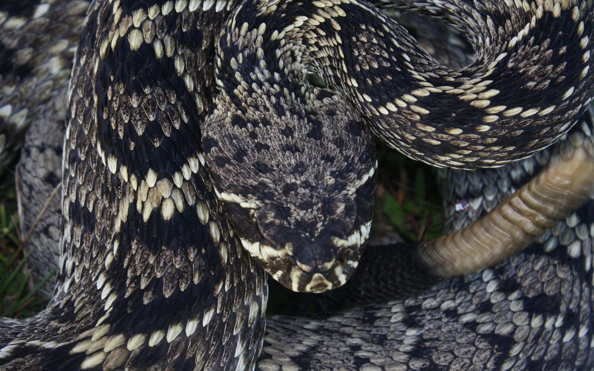 Rattlesnake coiled and ready to strike