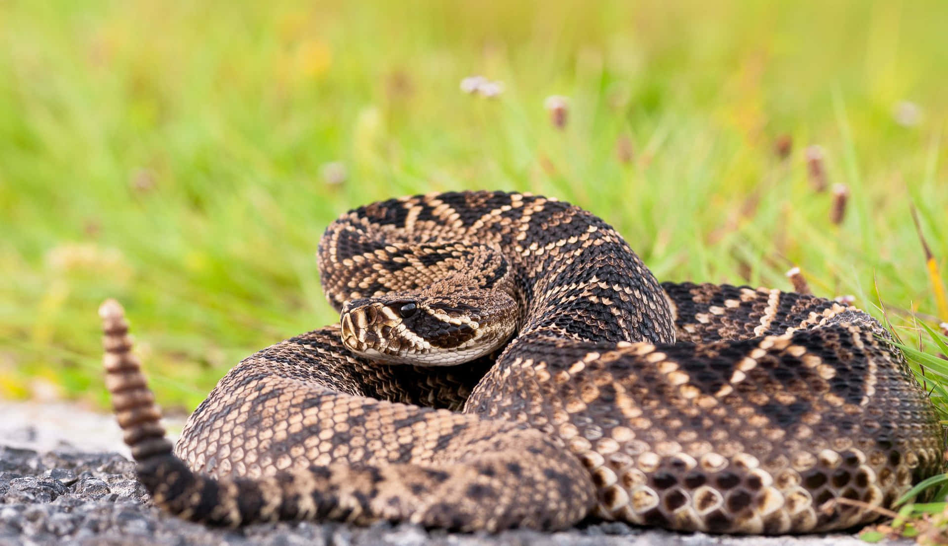 A rattlesnake lying camouflaged among rocks