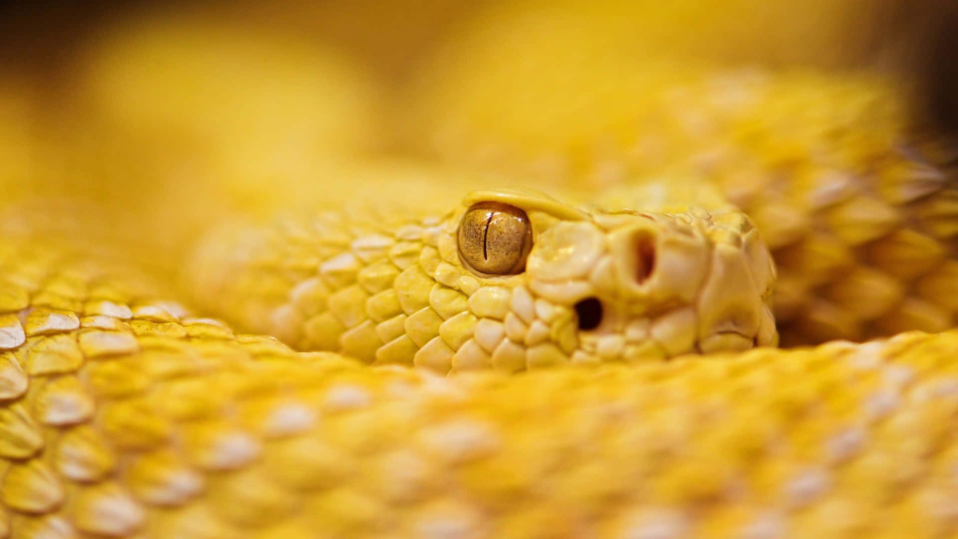 A Close Up Of A Yellow Snake