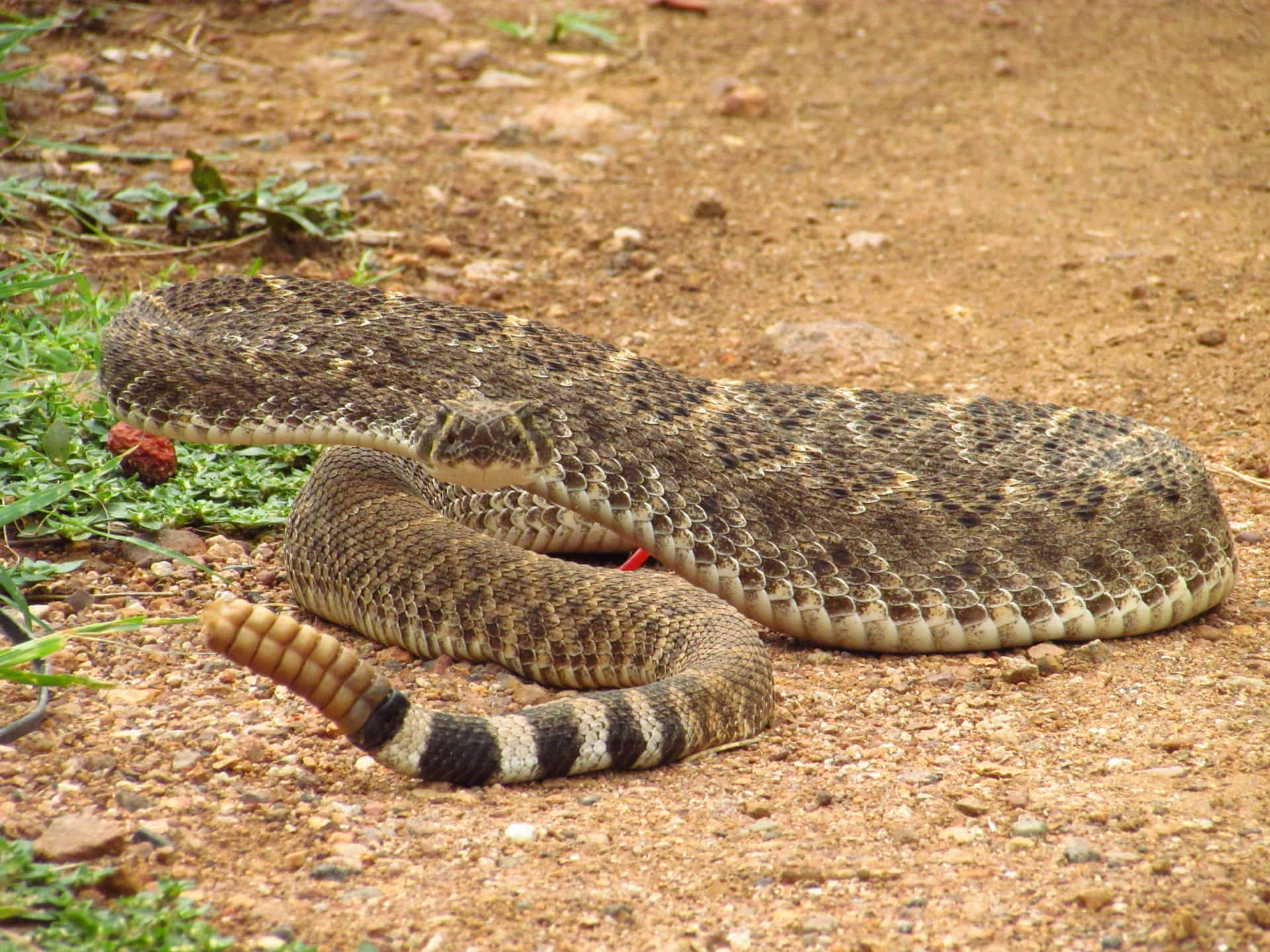 A Closeup of the Venomous Rattlesnake