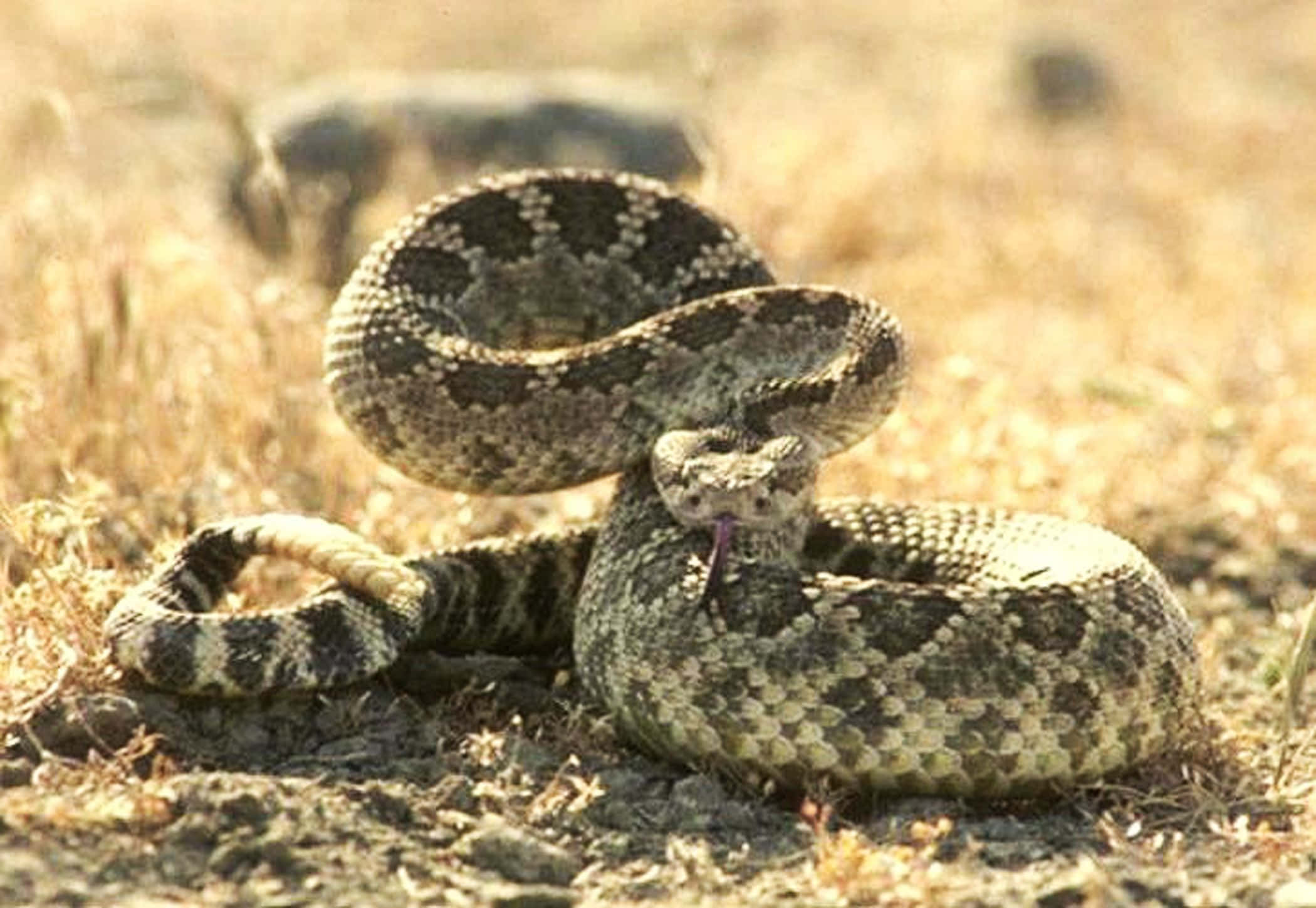 A rattlesnake coils near a desert rock.
