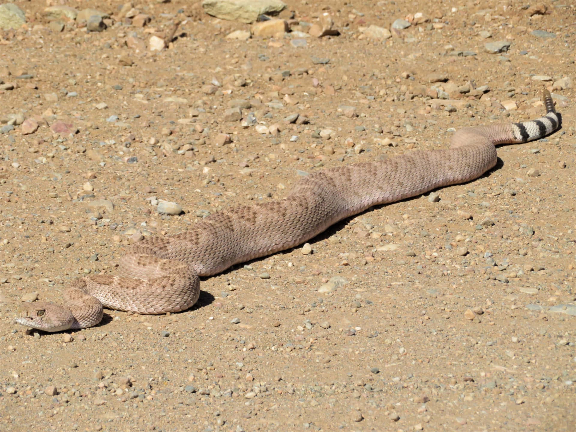 Rattlesnakein Desert Terrain.jpg Wallpaper