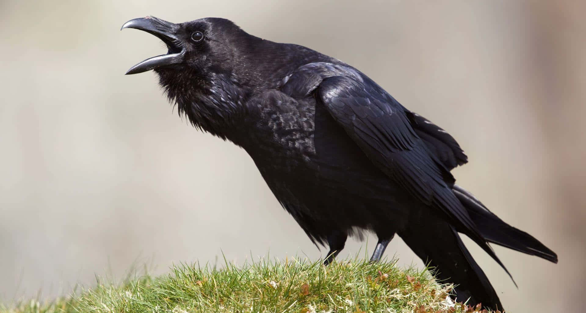 Raven Screeching at Night