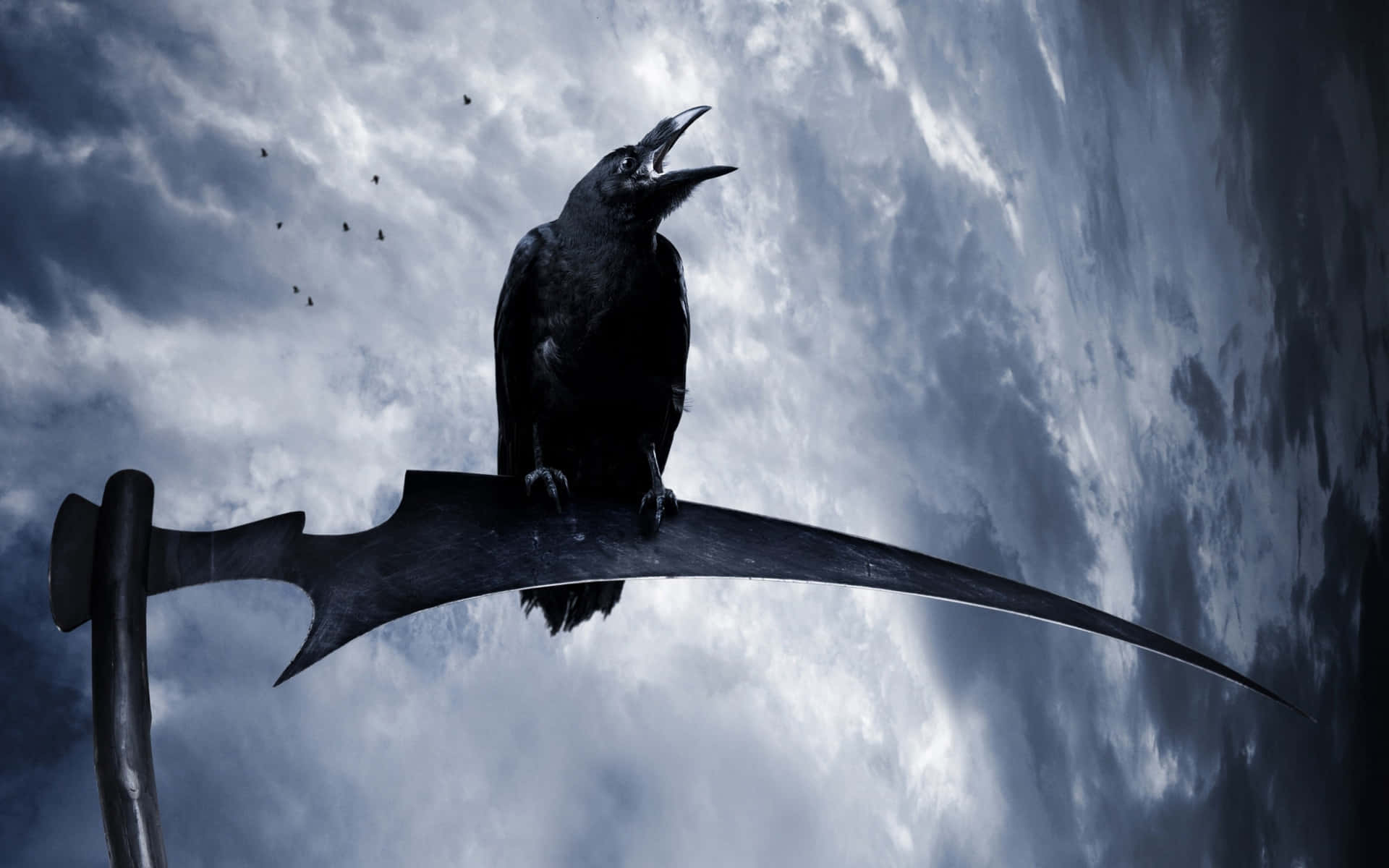 Leader of the flock – A Raven soaring high.