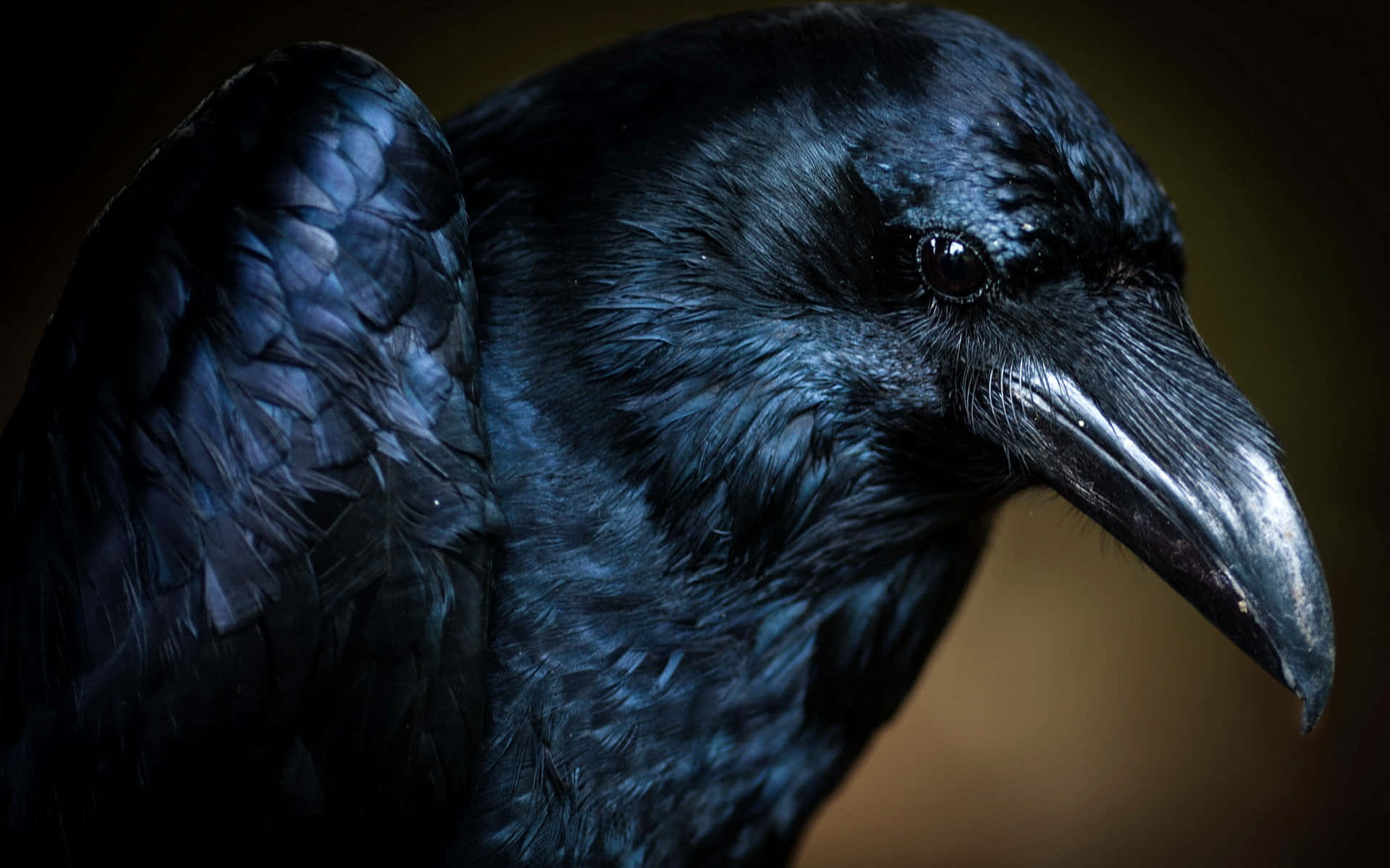 The Brilliant Intelligence of Ravens