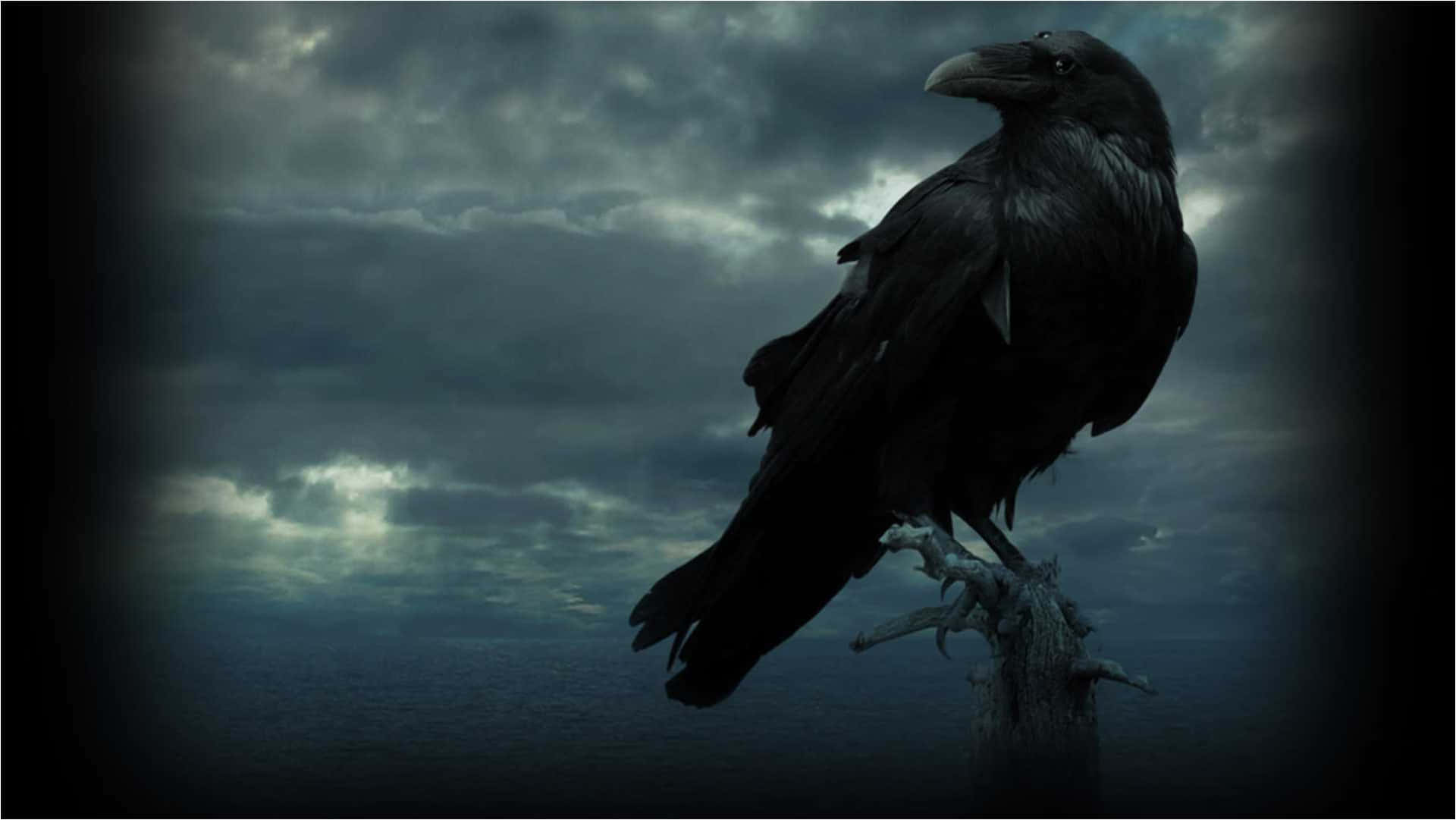 Download “Intelligent and Cunning Raven.” | Wallpapers.com