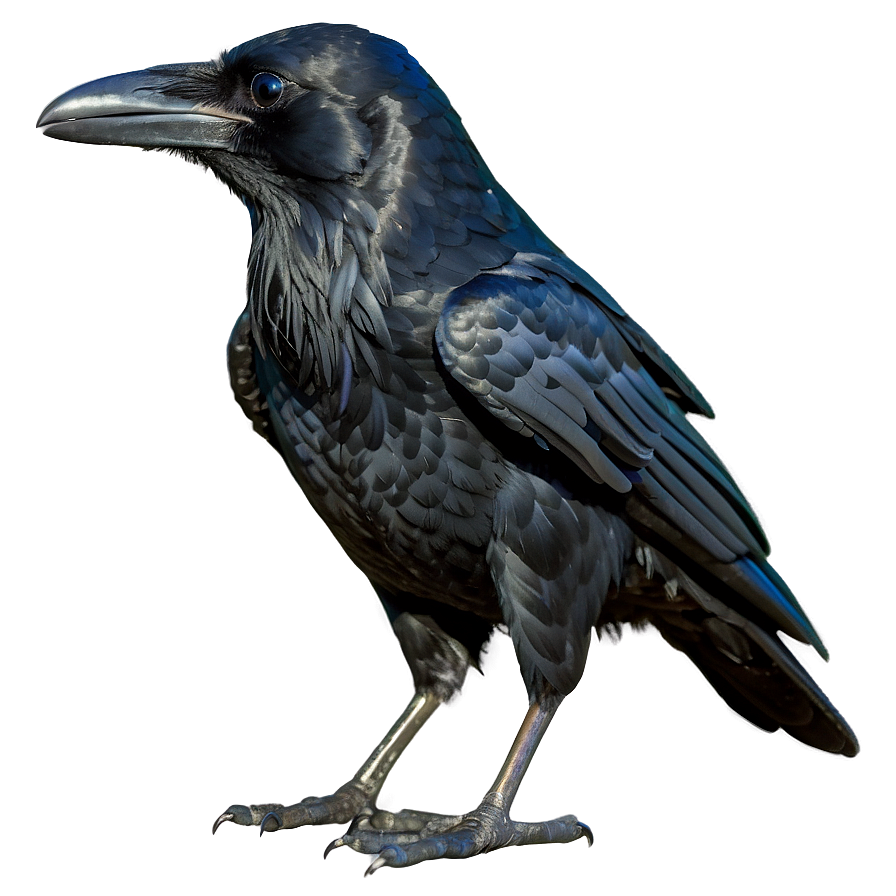 Raven Bird Black Png Gsm PNG