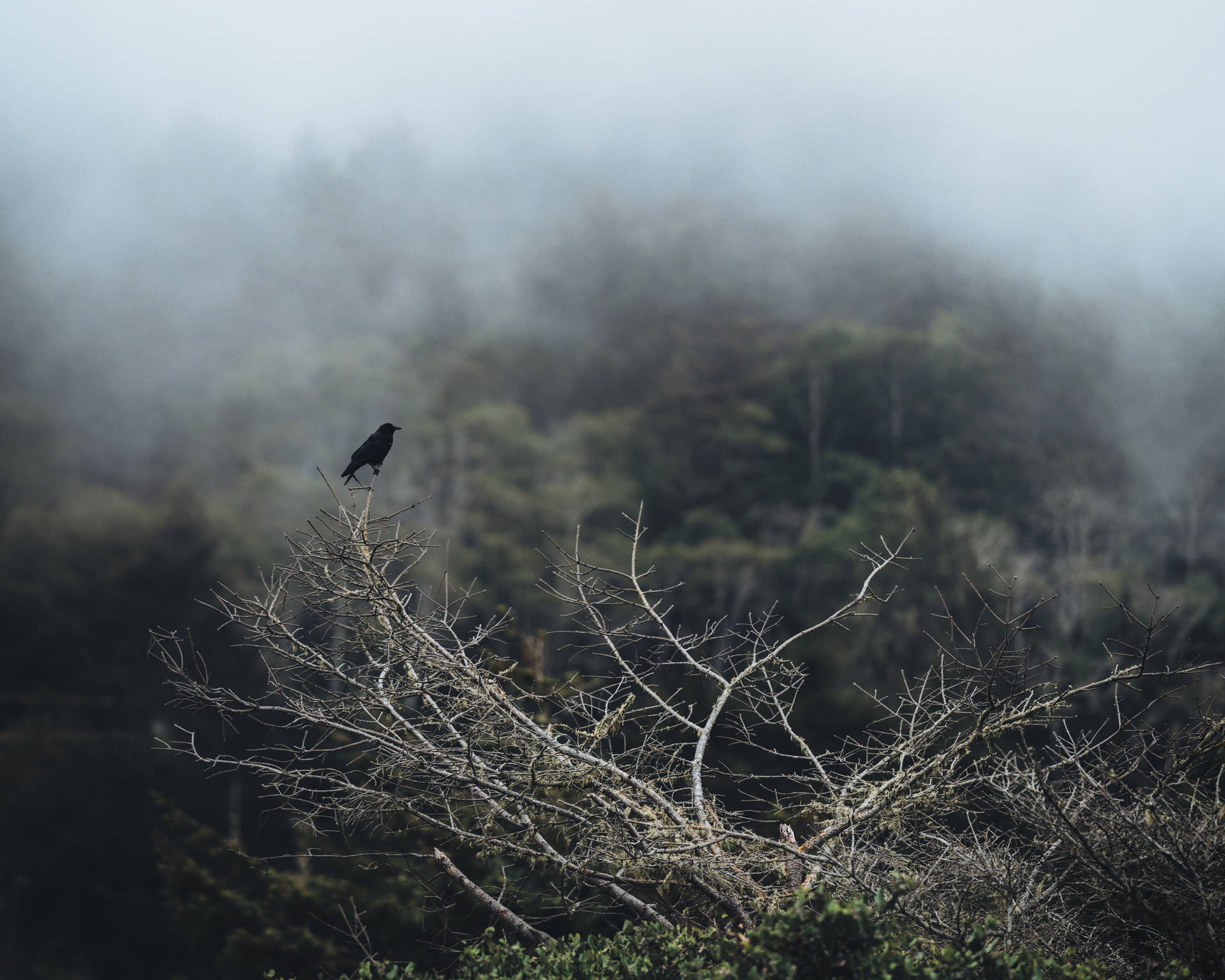 Raven Birds In Foggy Nature Wallpaper