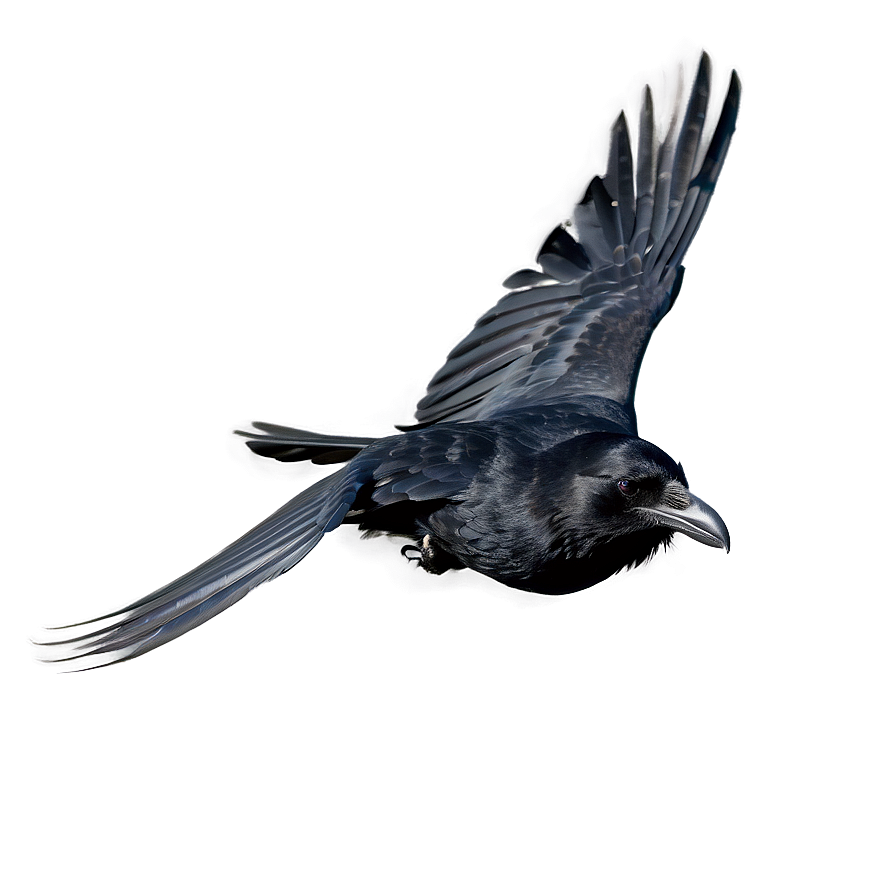 Raven In Flight Png Eal PNG