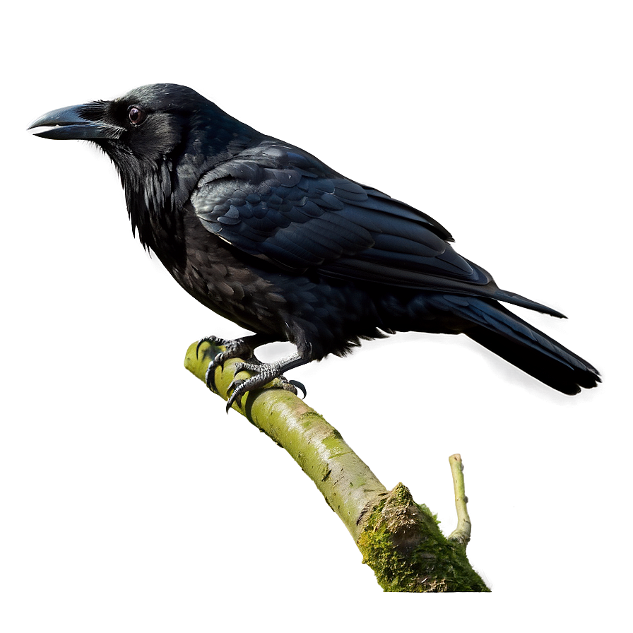 Raven On Branch Png Wia7 PNG