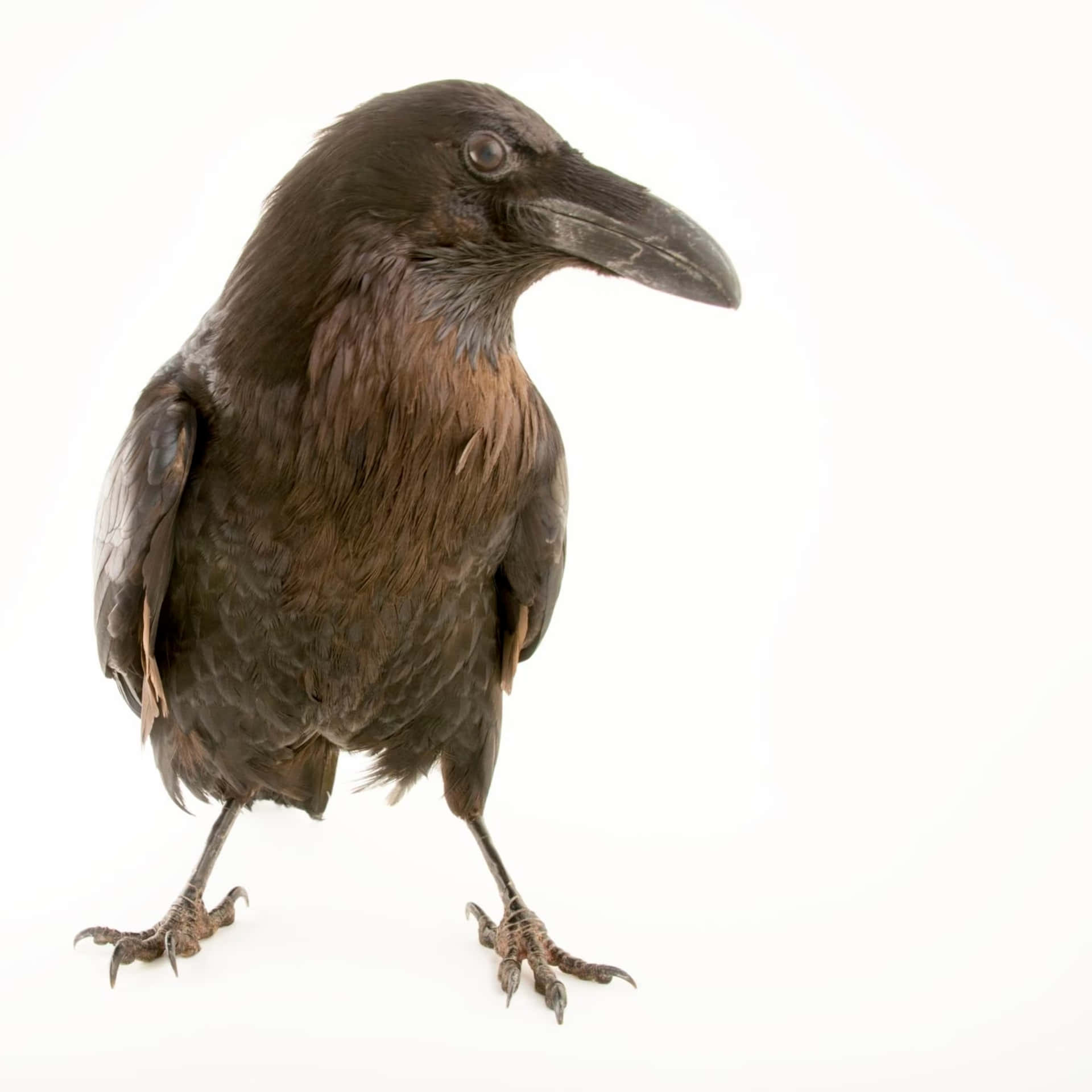 A beautiful Raven in its natural habitat