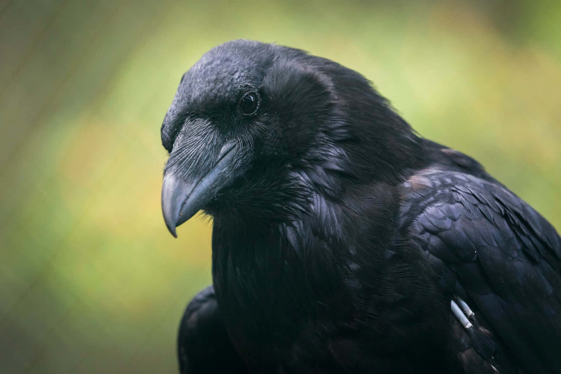 Mysterious Raven