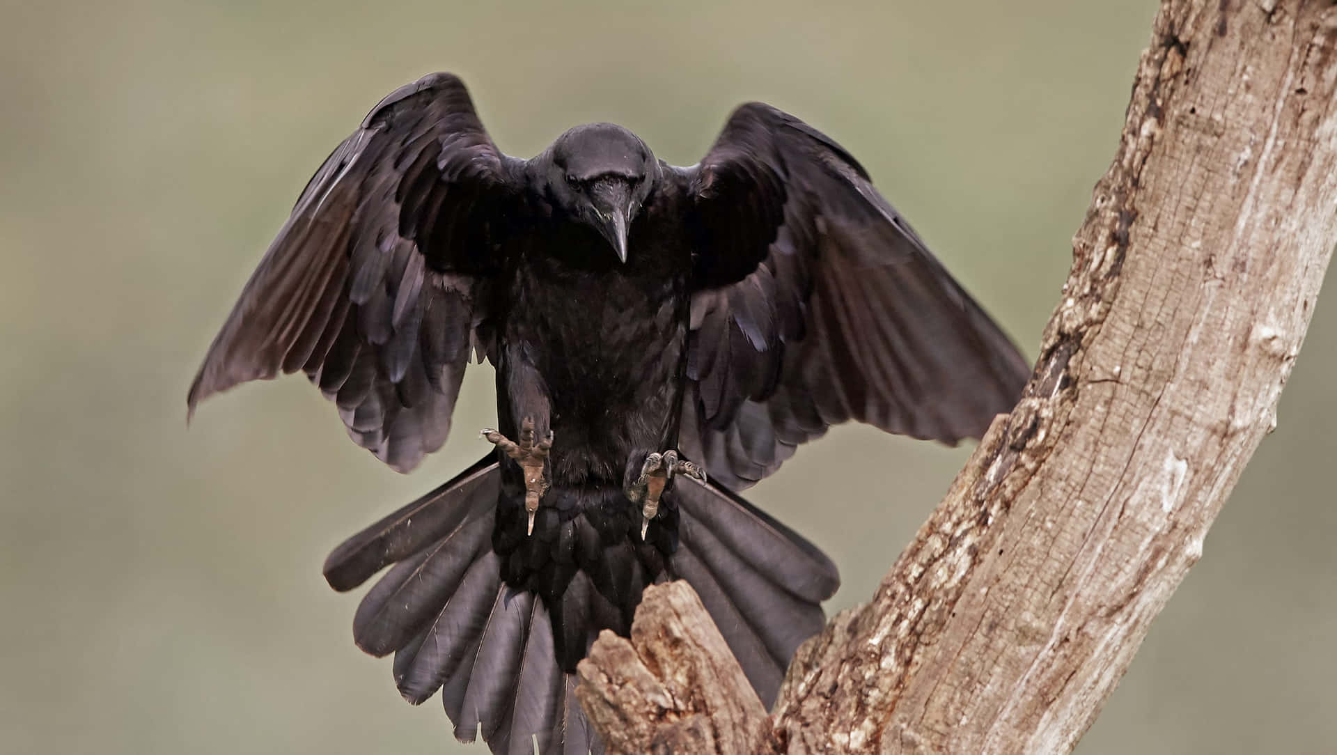 A large, black raven perched atop a tree branch