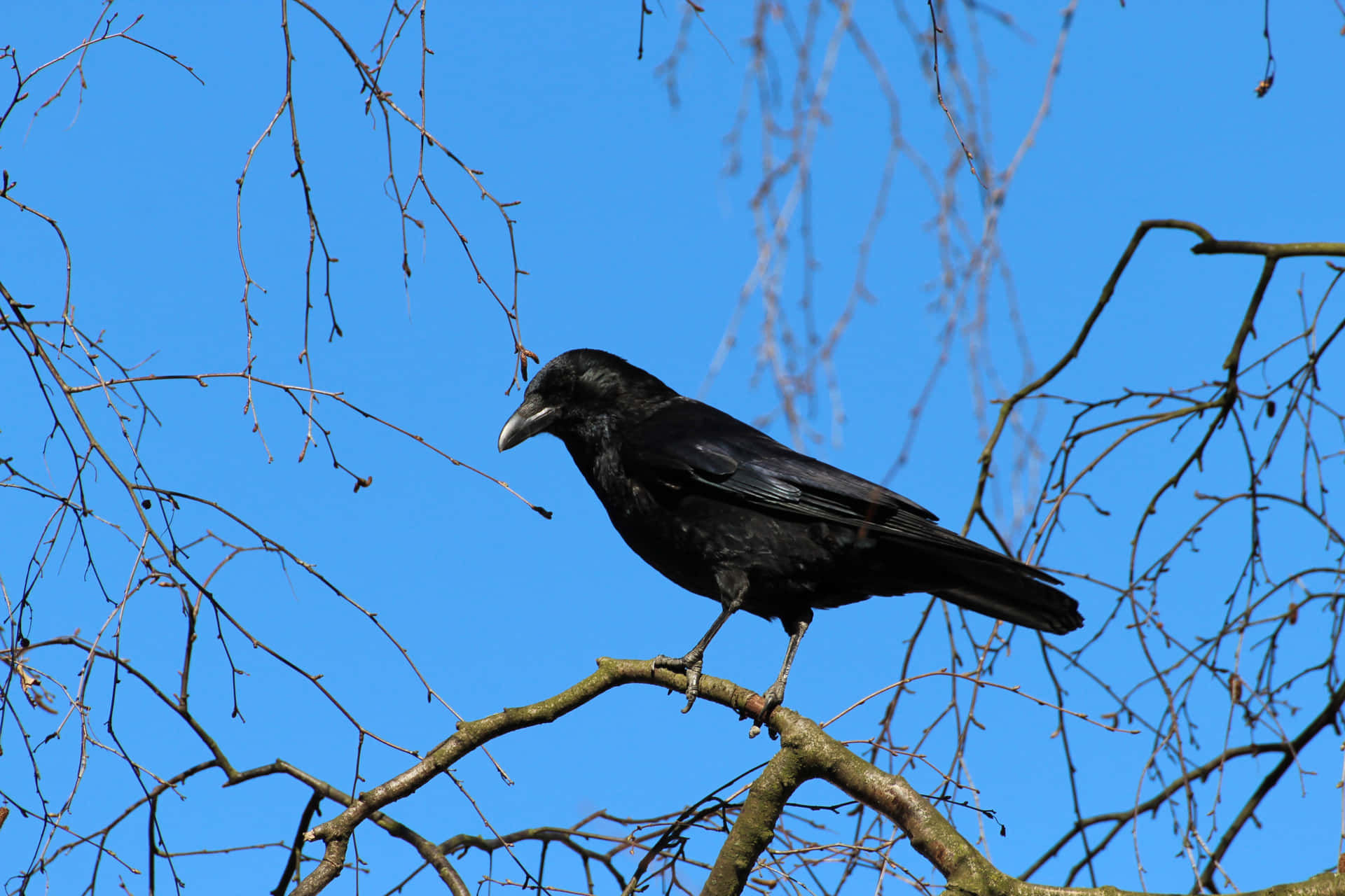 A Raven on a Tree