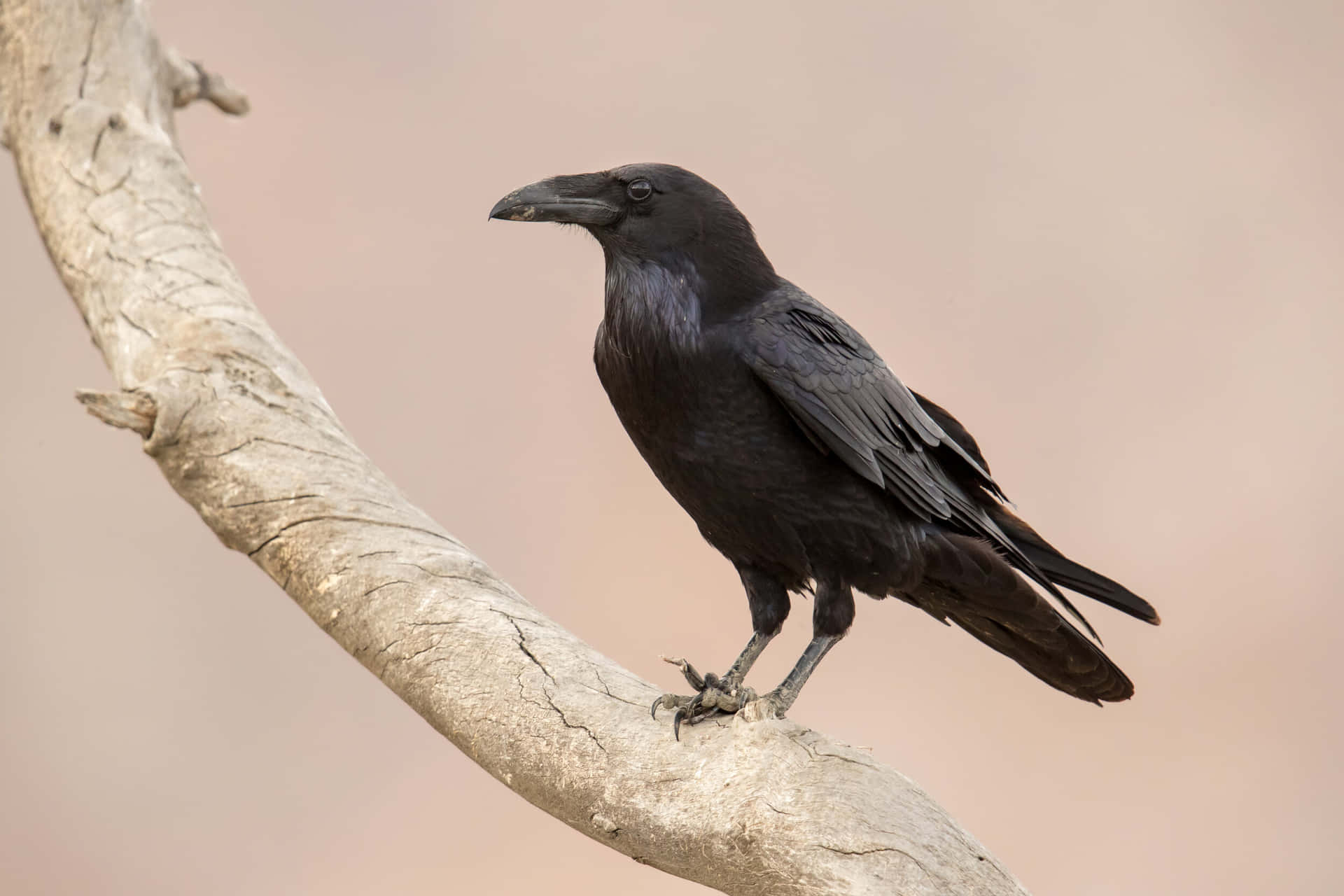 An Intense Glare From a Dark Raven